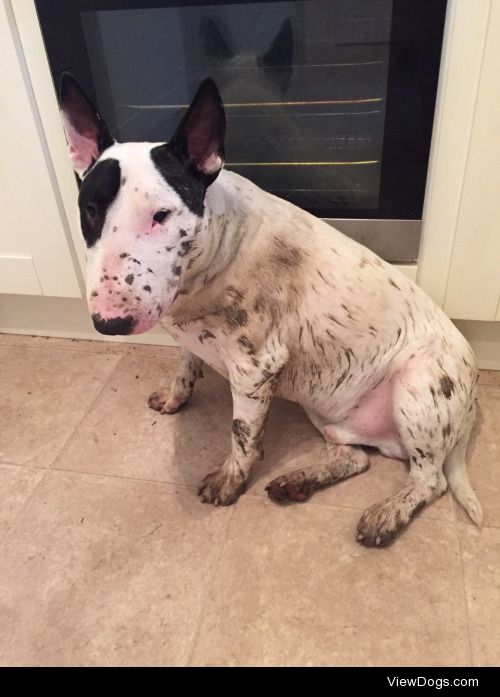 This is Carlos the English bull terrier and he needs a bath -…