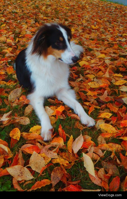 Banjoli being not helpful with yard work. He is a border…