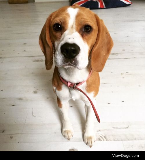 This is my princess Lottie, she’s a 2 year old beagle and the…