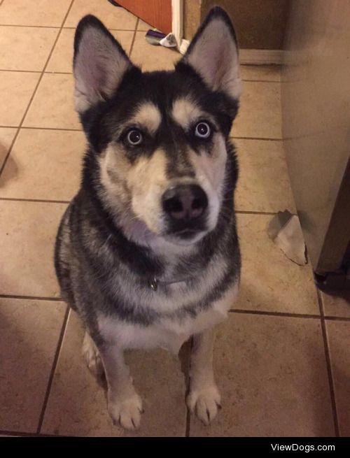 This is Rick, he’s a Husky mix, with what we believe is…