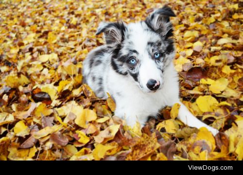 Cirilla, my newest addition. She is a blue merle border collie…