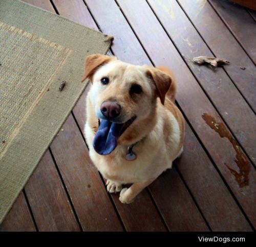 This is my favorite boy. His name is Lou. He is a retriever mix….