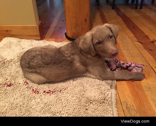 natskerz | Chesapeake Bay Retriever