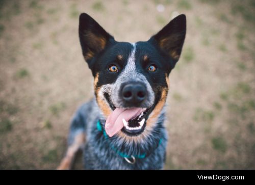 Zilker Bark Dog Photography | Iggy Pup 3yr old Heeler