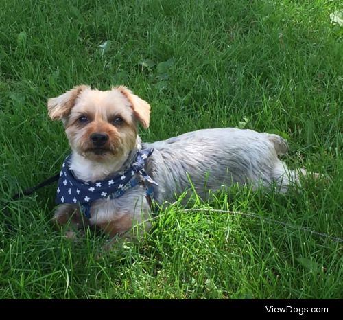 This is Romeo, a yorkie/schnauzer. His terrier side is shown as…