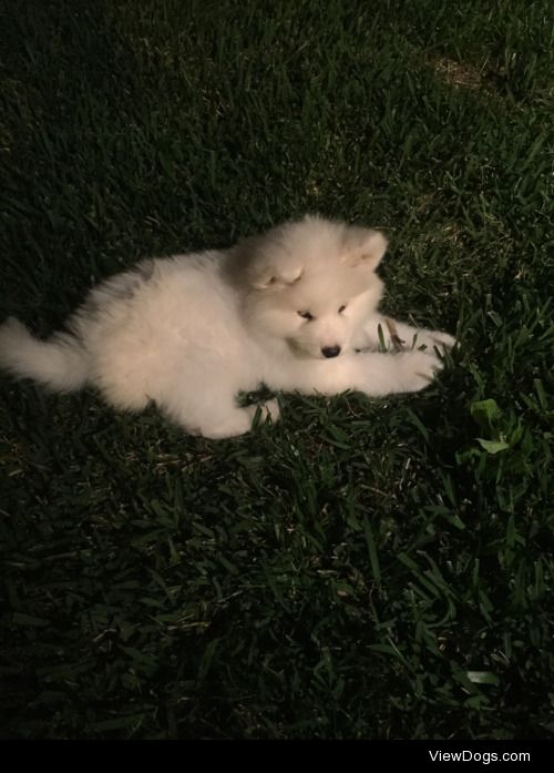 Meet Kipling, my eight week old Samoyed pup.