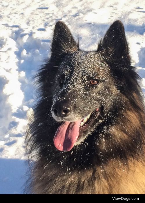 bandit-the-tervuren:

He love the snow