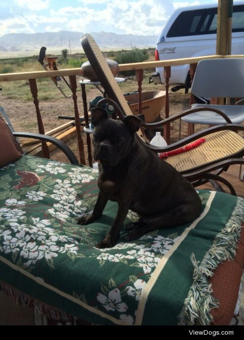 This is Porkchop. He loves basking in the sun.