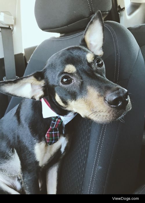 My dapper little guy. Hamilton is a one year old hound / terrier…