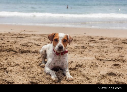 alinutza kalypso | Jack Russell Terrier Female Dog Resting On…