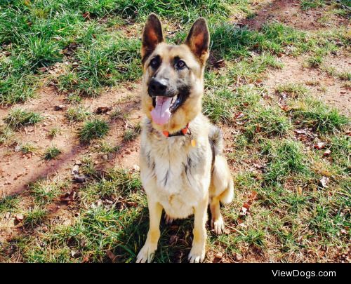 This is Bridget. She was a purebred German Shepherd bought to…