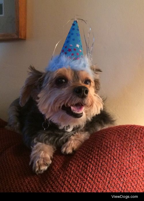 Beau the yorkipoo turned 10 today!