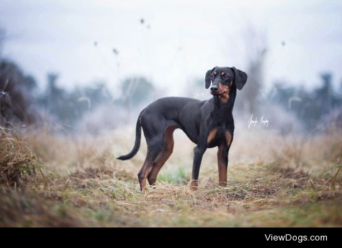 hadissima:

Austrian Pinscher girl Lara ❤