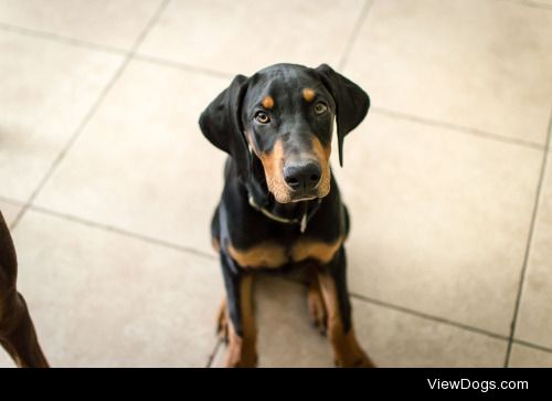 Jack Gurk | Beautiful Doberman puppy!