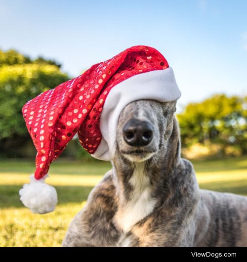 Handsomedogs’ Holiday Contest IIIFinalsWe’ve made it! Here are…