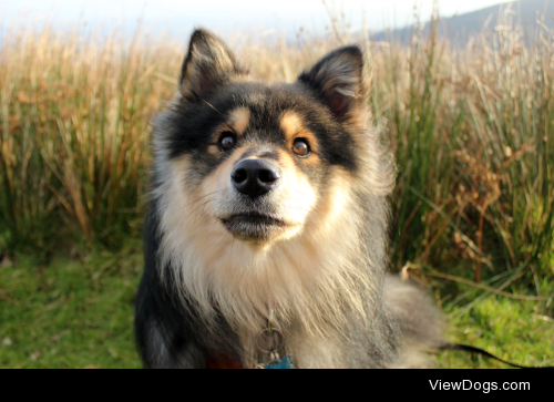 littlelappie:

Small dog, big reeds