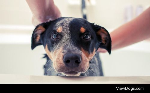 Clark Moreland | Puppy Bath