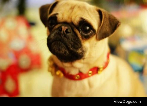 Smudge and Pudge, my Christmas pug loves!