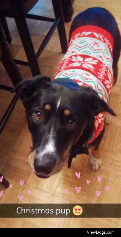 Penny loves her new Christmas sweater! She’s a very fun…