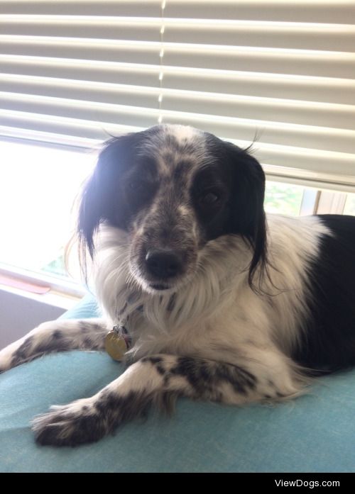This is Paloma, my four year old Border Collie mix. She is an…