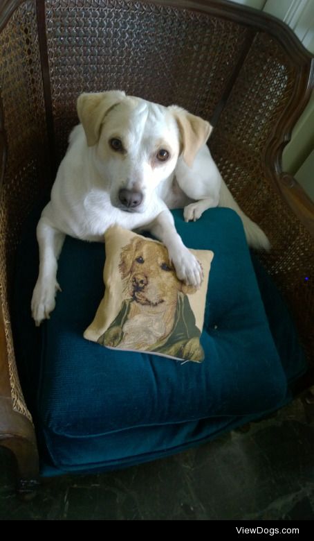 Oliver, 18 months old, born and raised in the streets, now our…