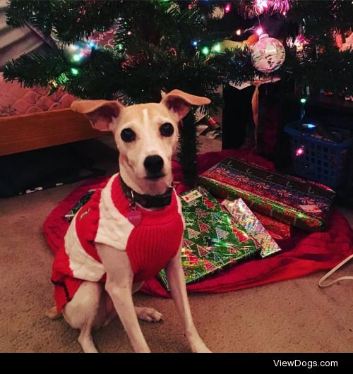 Rosie the (presumed) rat terrier rocking her Christmas sweater -…