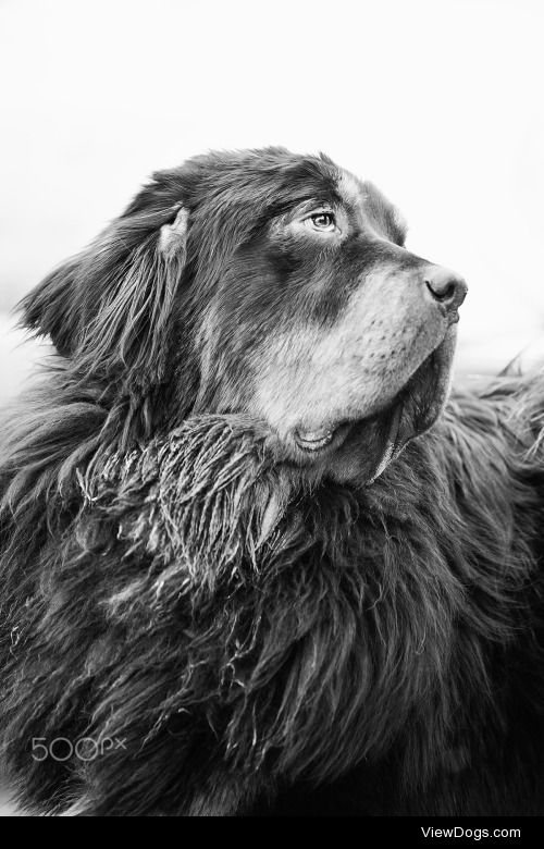 Cunli Nong | Tibetan Mastiff