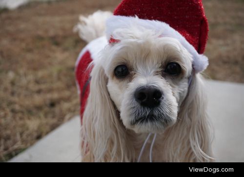 Roscoe is ready for Christmas!