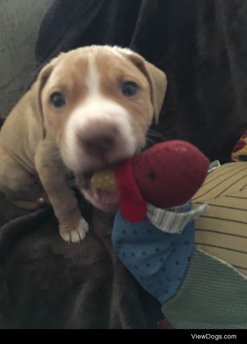 Our 8-week-old pit bull/lab mix who we’ve been fostering for the…