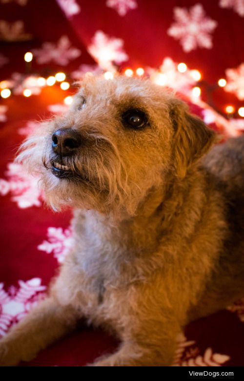 floofwoofboof:

Got some Christmassy pics of Gatsby before the…