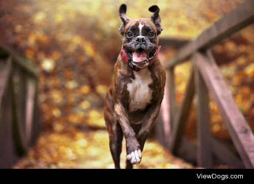 This is Strawberry the boxer dog who loves running in the…
