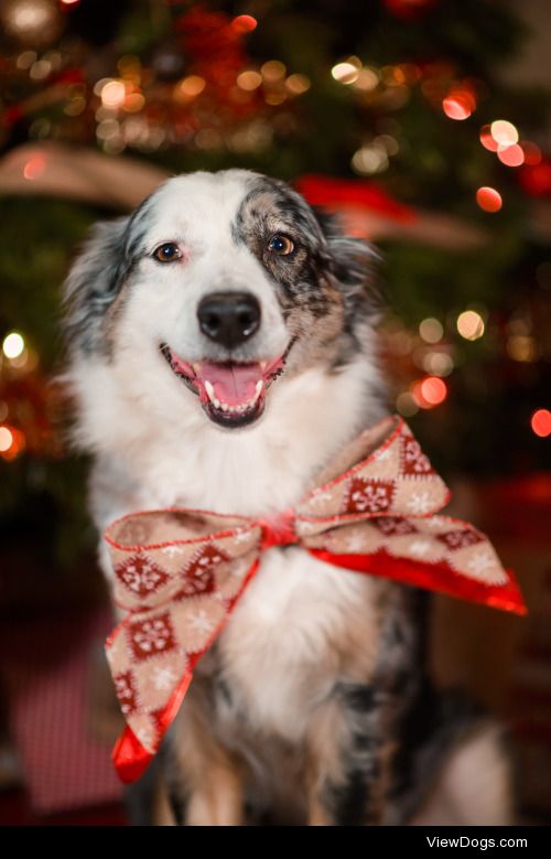 shepherd-tails:

Kylie is a present, Mika wants presents, and…