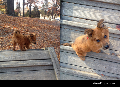 This is Cowboy, a Sheltie mix! His mother was abandoned either…