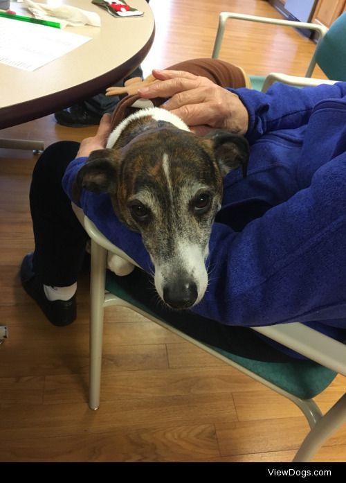 volunteering means lots of snuggles for Koa. #ENDALZ #whippetmix