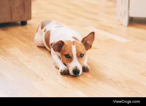 Anna Romanova | Jack Russell terrier dog sitting and resting at…