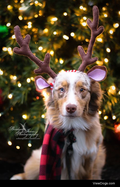 achoirofcritters:

Guess what we did today??? Christmas…