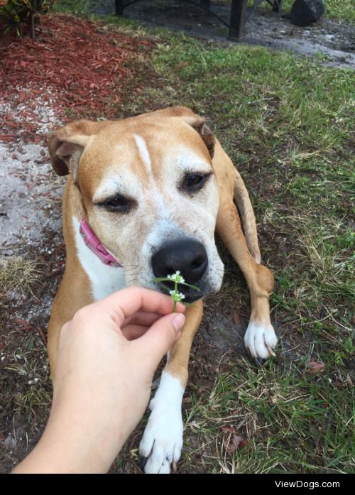 pretty flower for a pretty doggo