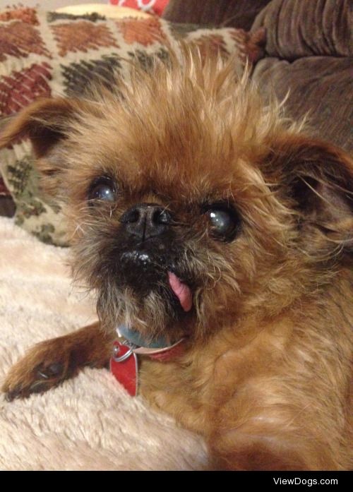 This is Poppy the brussels griffon and she’s been blepping all…