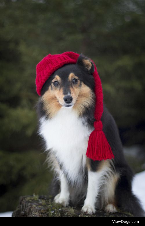 spartathesheltie:

Happy holidays everybody!