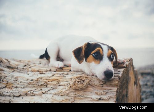 Konstantin Kolosov | the dog is lying on a log