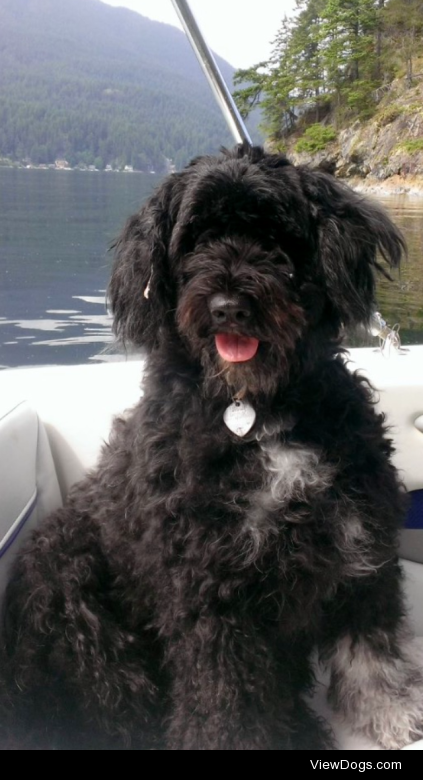 These are pictures of Scuba- my Portuguese Water Dog. She loved…