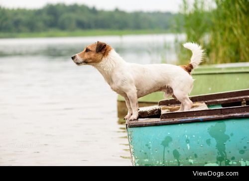Alexei Maximenko | Summer scene: wet dog standing on river boat