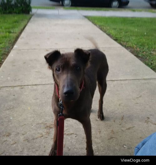 This is my good buddy Winnie. She’s a 15 yo Shar–Pei/Lab mix….