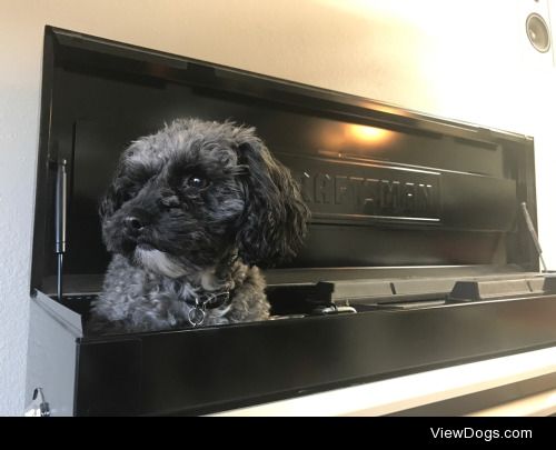 Juno sitting in her dad’s toolbox while he works on his…