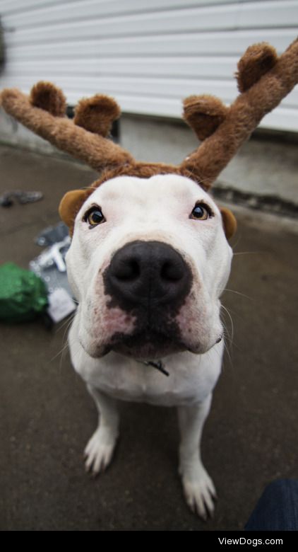 swizzymonster:

Much reindeer. Such spirit. Wow