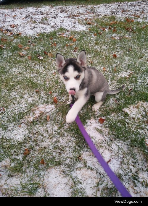 Our newest puppy Saibra. She’s 9 weeks old and loves the…