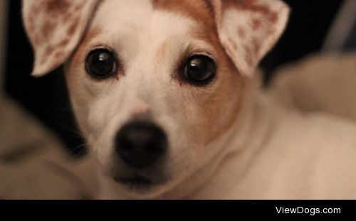 Meet China, the #jackrussell from #Orlando!