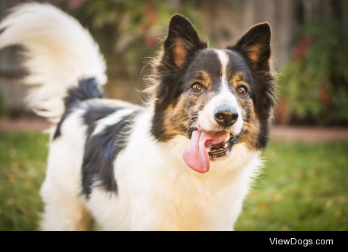 Beau (@beausregards on tumblr and instagram).  Border collie +…