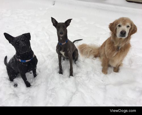 ❄️Bauer • Gretzky • Ray❄️ Three very happy puppers….