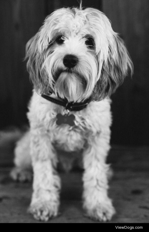 This is Scout the 8-month old Cavachon 